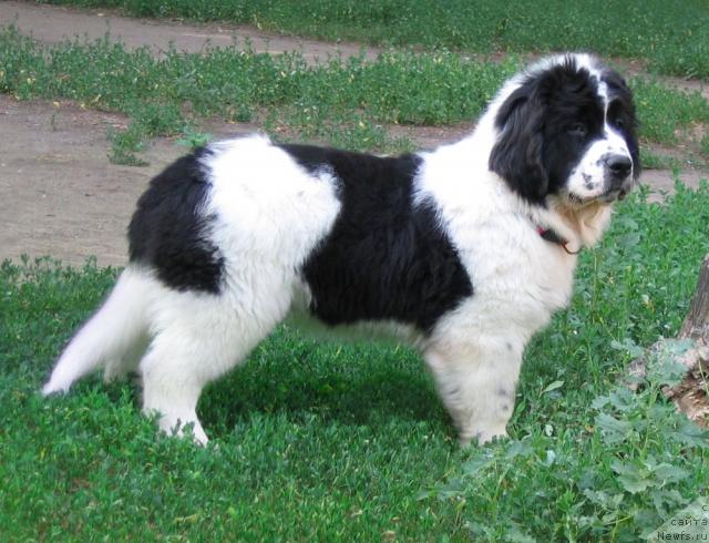 Фото: ньюфаундленд Ла Бель Мишель (La Belle Michaela)