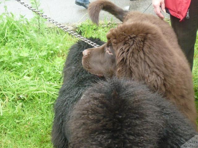 Фото: ньюфаундленд Фанньюф Успех в Шоколаде, ньюфаундленд Фанньюф Улетная Девчонка (Funnewf Uletnaya Devchenka)