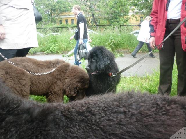 Фото: ньюфаундленд Фанньюф Улетная Девчонка (Funnewf Uletnaya Devchenka), ньюфаундленд Фанньюф Успех в Шоколаде