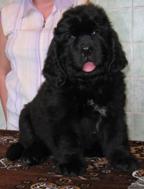 Фото: ньюфаундленд Лексус Гренд Босс (Lexus Grend Boss)