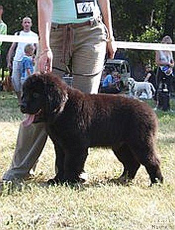 Фото: ньюфаундленд Леонардо де Лорд (Leonardo de Lord)