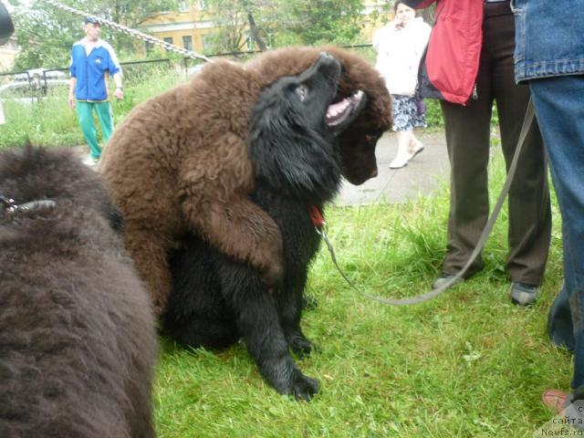 Фотография № 45131