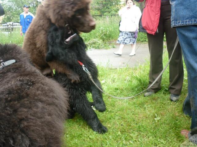 Фото: ньюфаундленд Фанньюф Успех в Шоколаде, [9247]