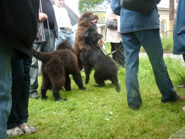 Фото: ньюфаундленд Фанньюф Успех в Шоколаде, ньюфаундленд Фанньюф Улетная Девчонка (Funnewf Uletnaya Devchenka)