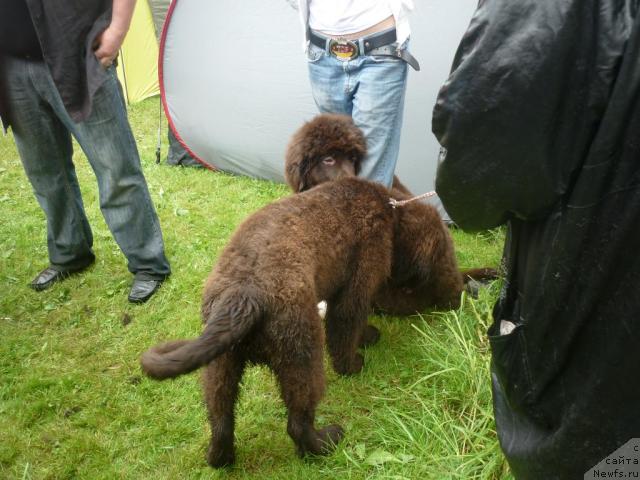 Фото: [[9242], ньюфаундленд Фанньюф Ура Я с Вами
