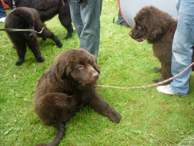 Фото: ньюфаундленд Фанньюф Ура Я с Вами