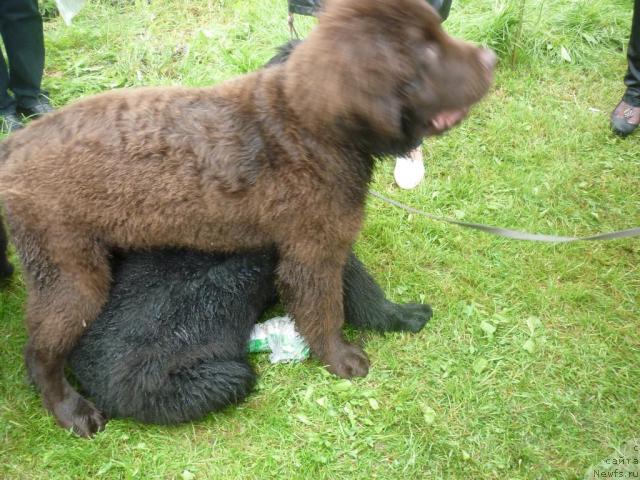 Фото: ньюфаундленд Фанньюф Ура Я с Вами