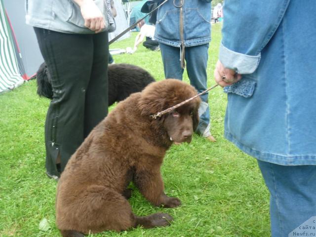 Фото: ньюфаундленд Фанньюф Ура Я с Вами