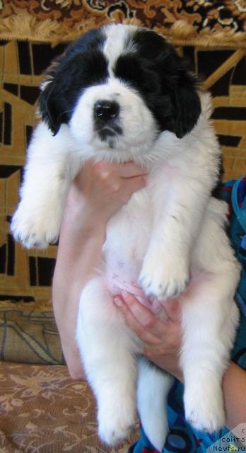 Фото: ньюфаундленд Ла Бель Мишель (La Belle Michaela)