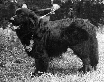 Фото: ньюфаундленд Акбар Гер