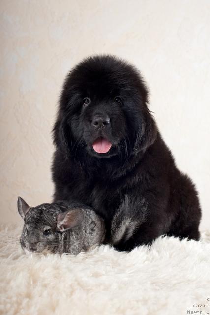 Фотография № 45219