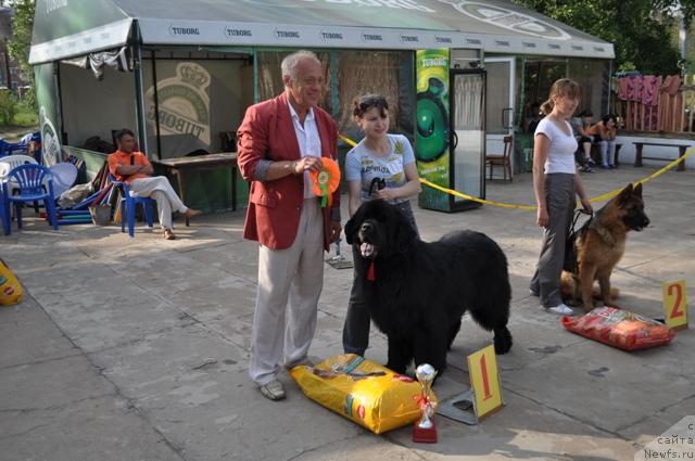 Фото: ньюфаундленд Винсент из Медвежьего Яра (Vincent iz Medvejyego Yara)