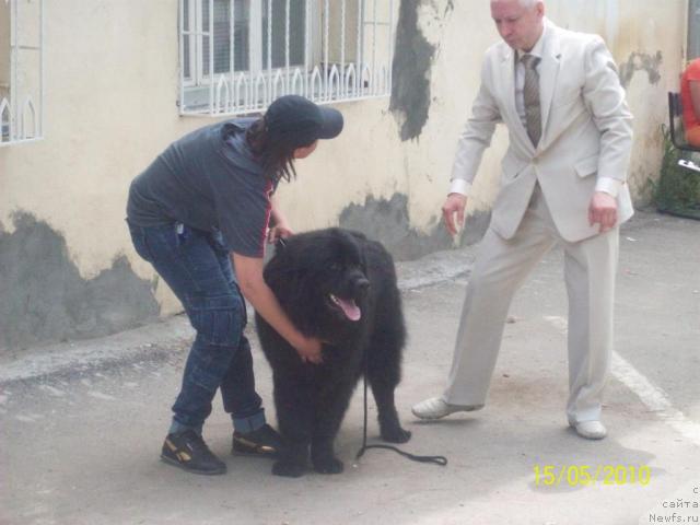 Фото: ньюфаундленд Цесарь Нельсон Тайгер Блек