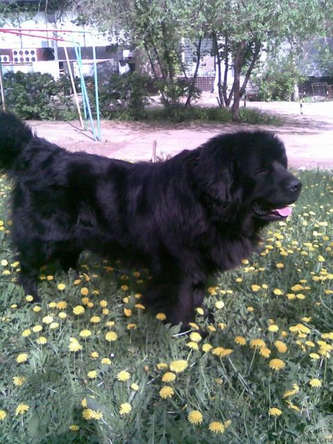 Фото: ньюфаундленд Ллойд Блэк