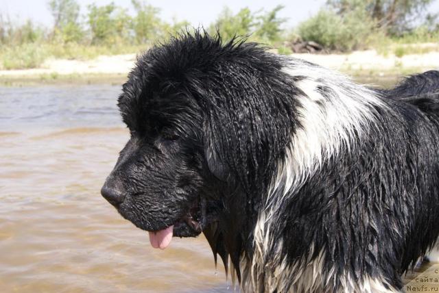 Фото: ньюфаундленд Плюшевая Панда Сюрприз из Питера