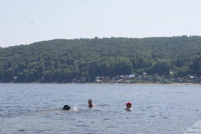 Фото: ньюфаундленд Плюшевая Панда Сюрприз из Питера