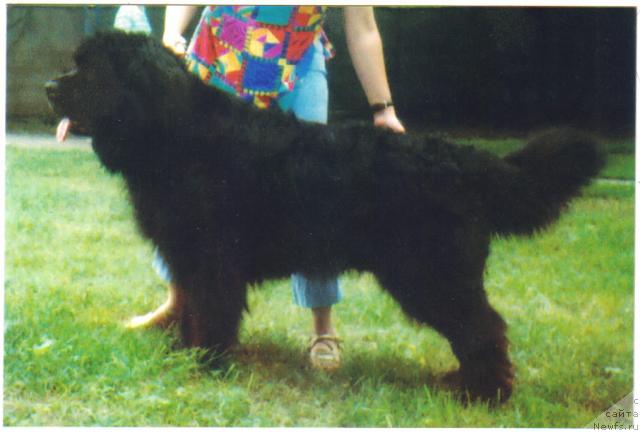 Фото: ньюфаундленд Кевин Большой Малыш (Kevin Bolshoy Malish), Яна Нифонтова