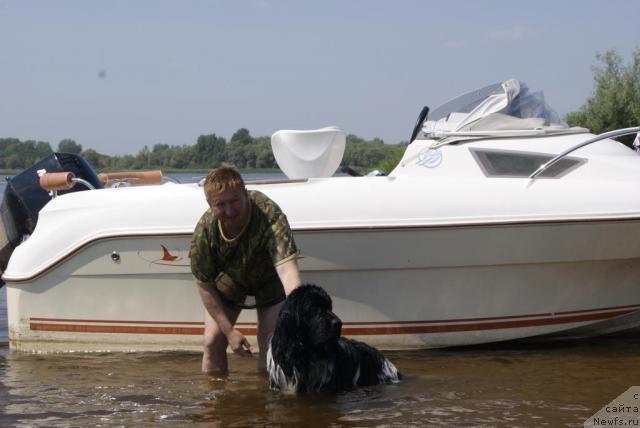 Фото: ньюфаундленд Плюшевая Панда Сюрприз из Питера