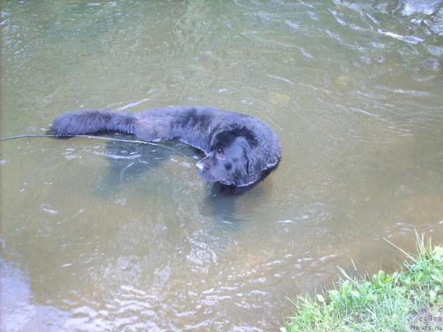 Фото: ньюфаундленд Граф Монте Кристо