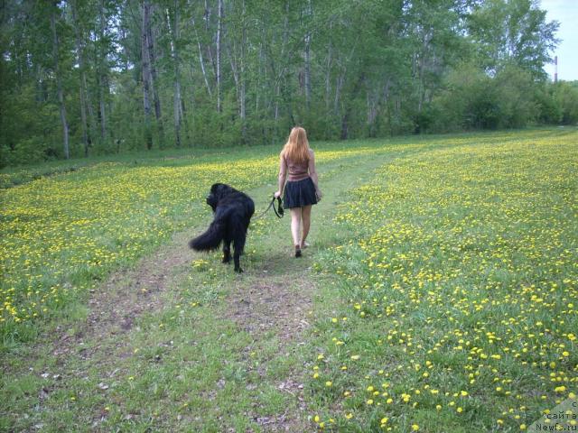 Фото: ньюфаундленд Граф Монте Кристо, Дарья Сувернева