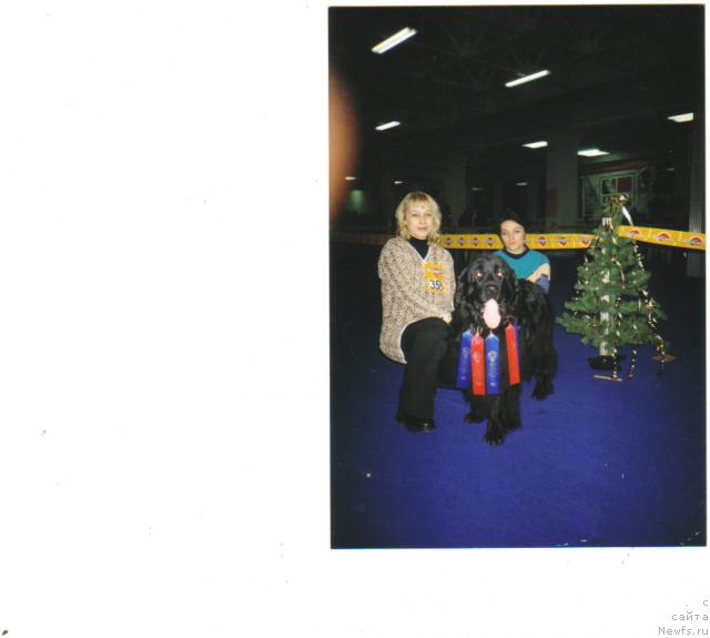 Фото: ньюфаундленд Мона Нептун (Mona Neptun), Яна Нифонтова