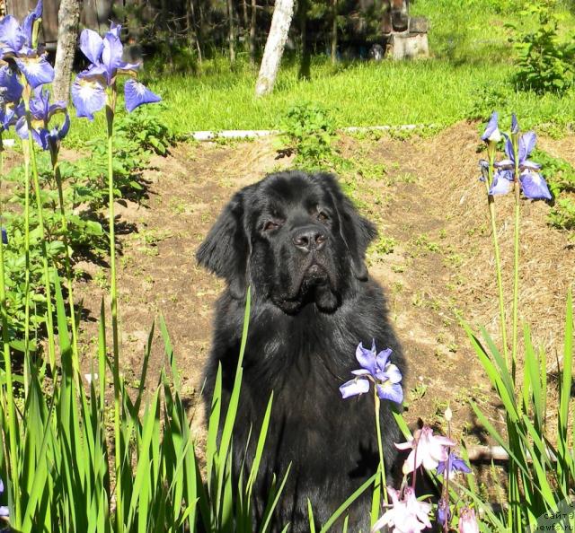 Фото: ньюфаундленд Акватория Келвин Кадриль (Aquatoriya Kelvin Kadril)