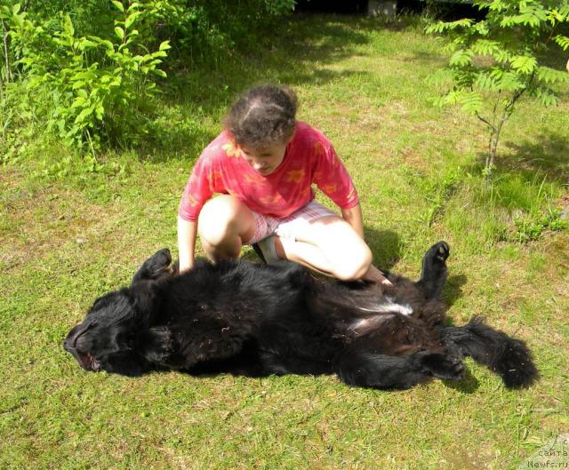 Фото: ньюфаундленд Акватория Келвин Кадриль (Aquatoriya Kelvin Kadril)