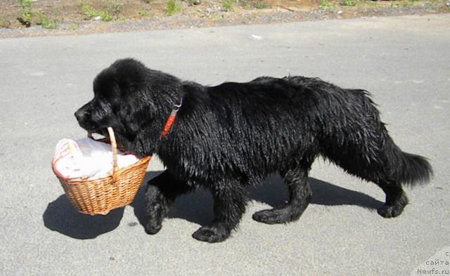 Фотография № 45264