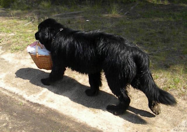 Фотография № 45265