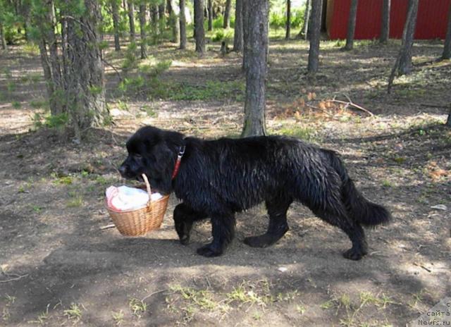 Фотография № 45266