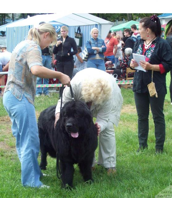 Фото: ньюфаундленд Лихой Казак