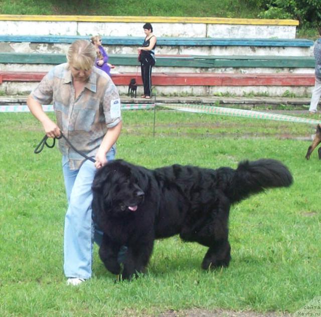 Фото: ньюфаундленд Лихой Казак