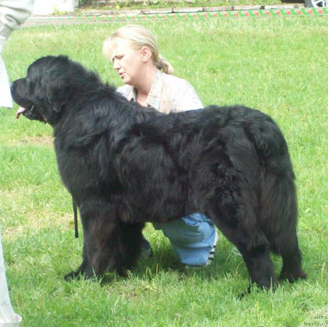 Фото: ньюфаундленд Лихой Казак