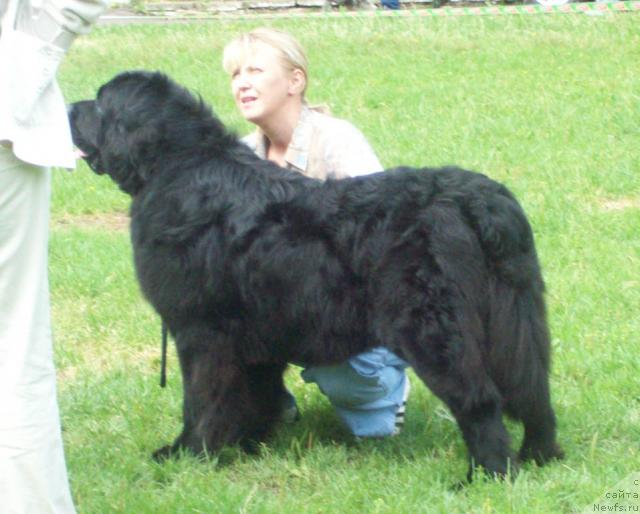 Фото: ньюфаундленд Лихой Казак