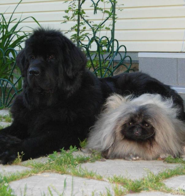 Фото: ньюфаундленд Skippers Only You for Smigar, Веник