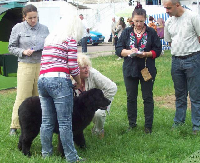 Фото: ньюфаундленд Осенняя Есения, Анна Портнякова