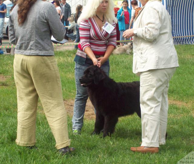 Фото: ньюфаундленд Осенняя Есения, Анна Портнякова