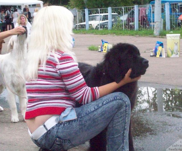 Фото: ньюфаундленд Осенняя Есения, Анна Портнякова