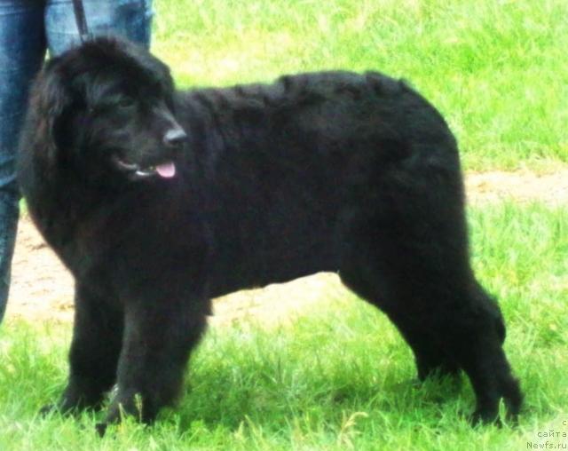 Фото: ньюфаундленд Осенняя Есения