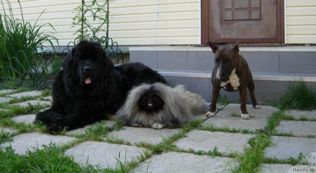 Фото: ньюфаундленд Skippers Only You for Smigar