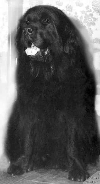 Фото: ньюфаундленд Барс