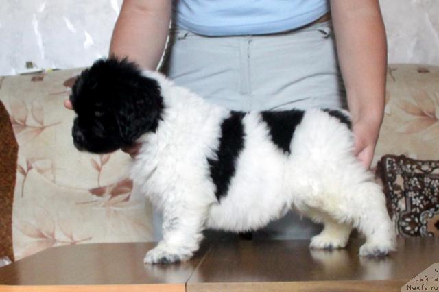 Фото: ньюфаундленд Аквиан Сонг Зиппи Панда