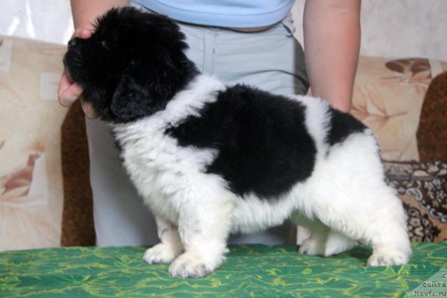 Фото: ньюфаундленд Аквиан Сонг Зес Трибьют ту Фешен