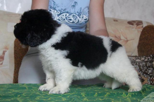 Фото: ньюфаундленд Аквиан Сонг Зес Трибьют ту Фешен