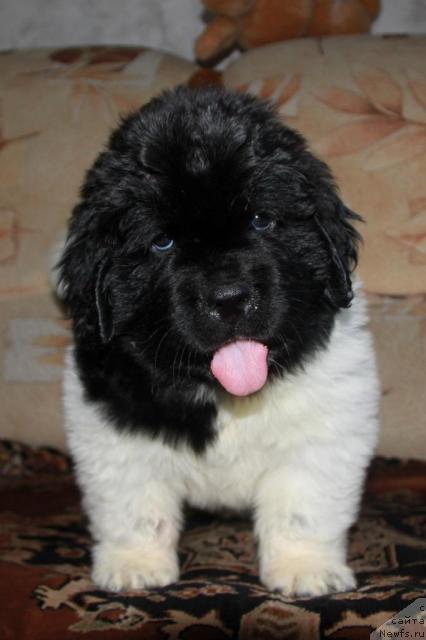 Фото: ньюфаундленд Аквиан Сонг Зес Трибьют ту Фешен