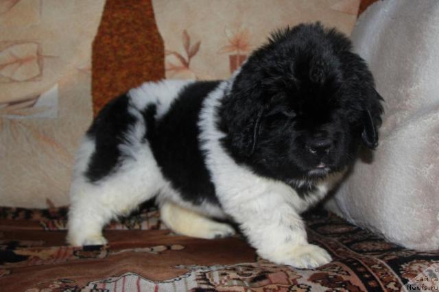 Фото: ньюфаундленд Аквиан Сонг Зес Трибьют ту Фешен