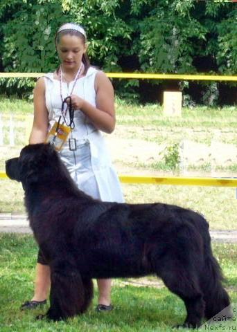 Фото: ньюфаундленд Акватория Келвин Голден Спирит (Aquatoriya Kelvin Golden Spirit), Мария Шатилова