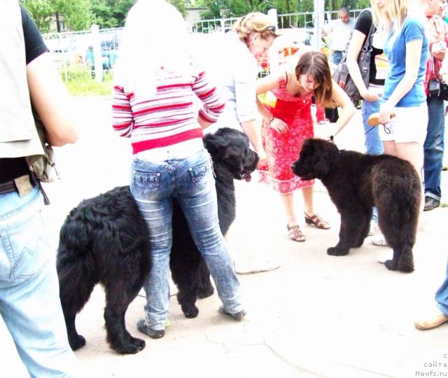 Фото: Валерия Кривова, ньюфаундленд Ахрем Вялiкi Мядзведзь, Анна Портнякова, ньюфаундленд Лихой Казак