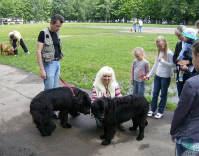 Фото: ньюфаундленд Endless Love Midnight Bear, Сергей, Анна Портнякова, ньюфаундленд Осенняя Есения