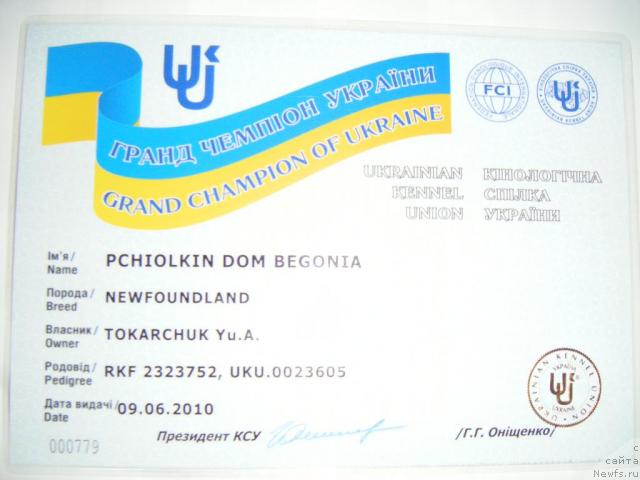 Фото: ньюфаундленд Пчёлкин Дом Бегония (Pchiolkin Dom Begonia)